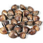 VONGOLE MARO PACIFIC - 1 kg.