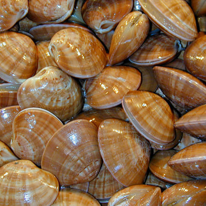 SCOICI TELLINES 250G